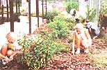 Everyone volunteers to keep the garden free of weeds.